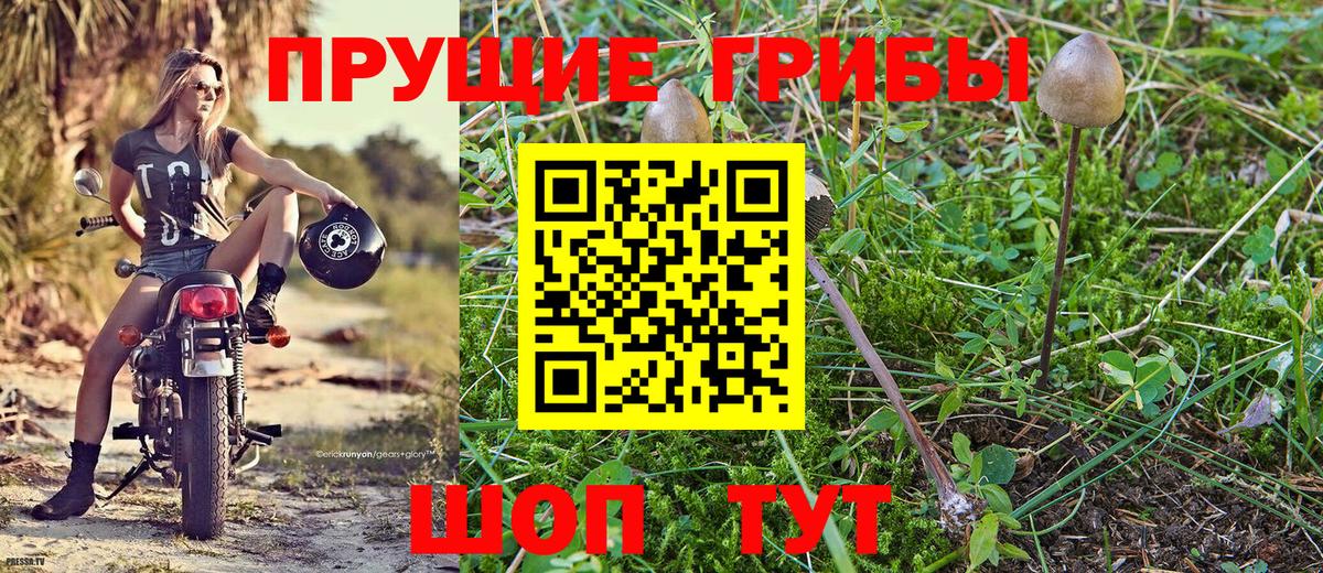 Назрань  цена   Вход с VPN  Галлюциногенные грибы Psilocybine cubensis 